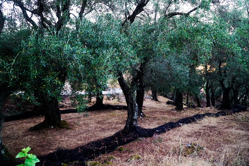 Αγρότης «επικύρηξε» με 1.000 ευρώ τους δράστες που του έκλεψαν σακιά με ελιές στη Μεσσηνία