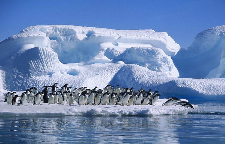 Πέθαναν 200 νεοσσοί πιγκουίνοι από την γρίπη των πτηνών στην Ανταρκτική