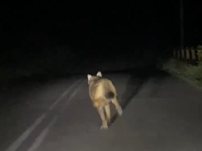 Οργή προκαλεί βίντεο στο οποίο νεαροί κυνηγούν με το αυτοκίνητο έναν λύκο και το διασκεδάζουν