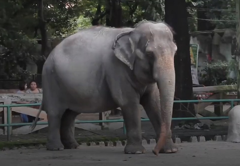 Ελέφαντας σκότωσε αγόρι σε ζωολογικό κήπο στο Μπανγκλαντές