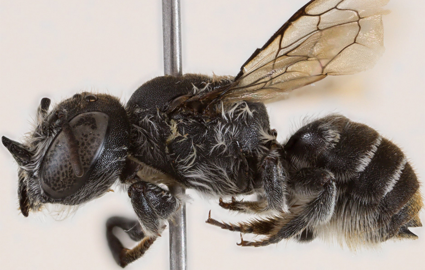 Αυστραλία: Ανακαλύφθηκε νέο είδος μέλισσας που ονομάστηκε «Λούσιφερ» λόγω της διαβολικής όψης της