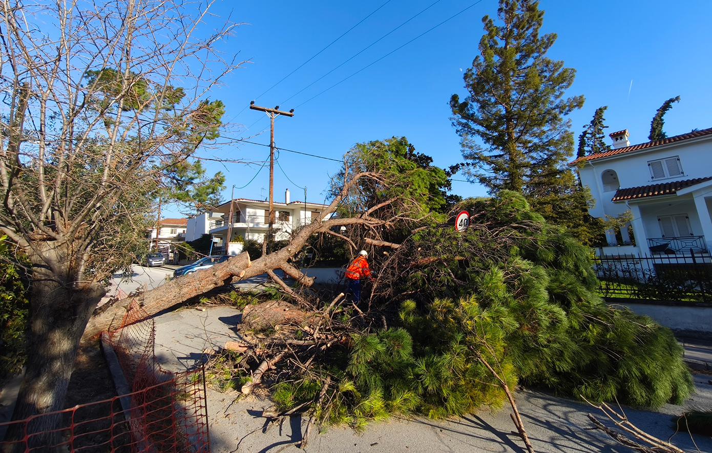 Θεσσαλονίκη: Πτώση δέντρων και πινακίδων από ανέμους έως 8 μποφόρ.
