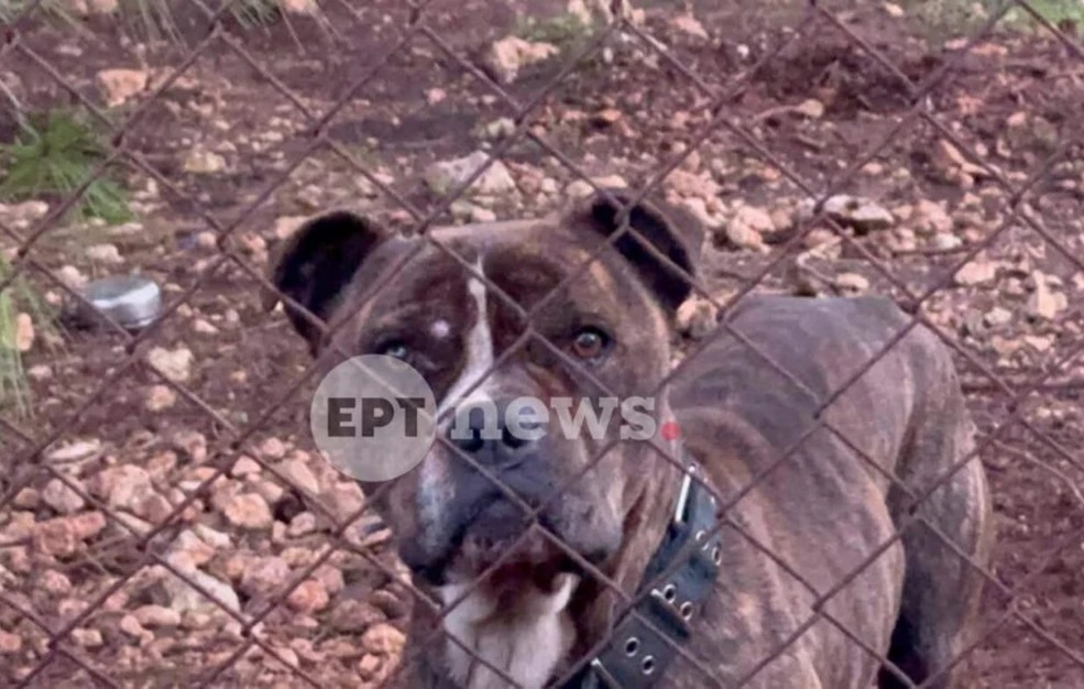 Τι συνέβη με τον σκύλο που επιτέθηκε στο 2χρονο παιδάκι στη Ζάκυνθο