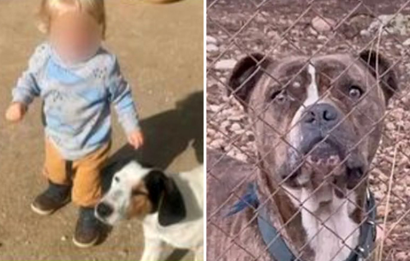 Την Τετάρτη το τελευταίο αντίο στο 2χρονο παιδί που δέχτηκε επίθεση από σκύλο στη Ζάκυνθο