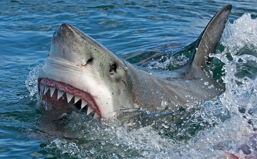 Αυστραλία: Επίθεση καρχαρία με σοβαρό τραυματισμό εφήβου