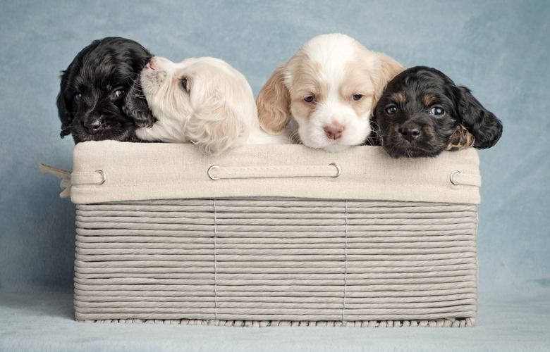 Ρέθυμνο: Τραγική εικόνα με βρέθηκαν κουτάβια – ο αριθμός τους συγκλονίζει.