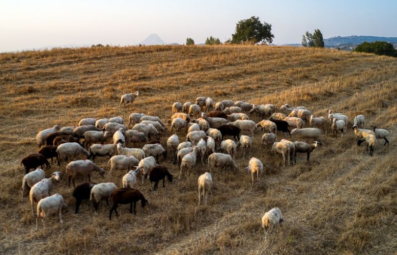 Ιδιώτες κτηνίατροι ενεργοποιούνται στην αντιμετώπιση της ευλογιάς προβάτων.