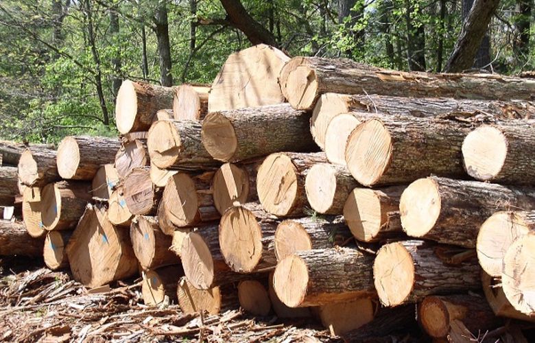 Η ποινή που επιβλήθηκε σε 63χρονο για τον θάνατο 51χρονου σε παράνομη υλοτομία στην Αρέθουσα.