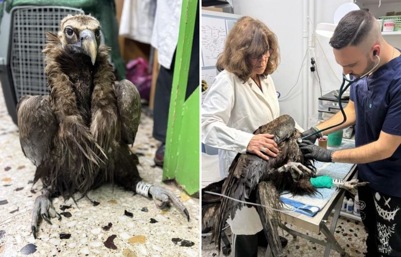 Η επιστροφή του μαυρόγυπα «Ιωάννα» στη Δαδιά και το μήνυμα που κουβαλά.